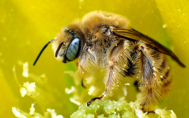 Chimney Bee (Diadasia rinconis)