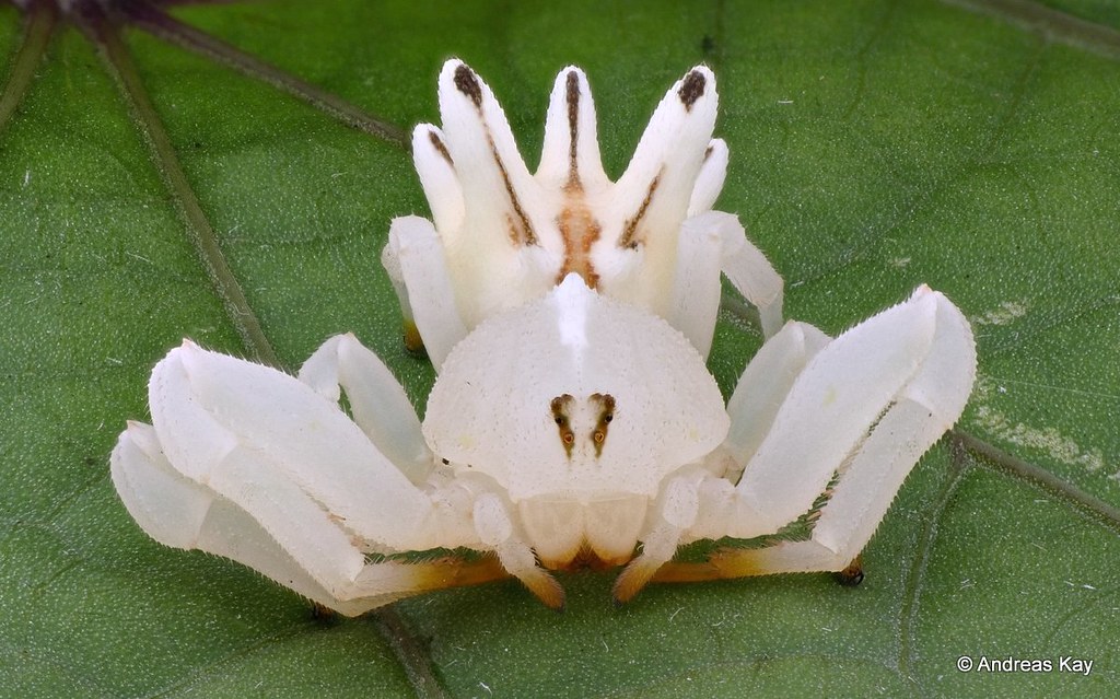 Flower Crab Spider, Epicadus heterogaster