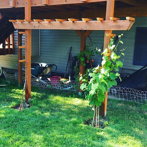Looky @djmagicelf built me this sexy grape arbor for my one surviving grapevine (I think I need another fresh one) 💚🍇💚🍇💚
