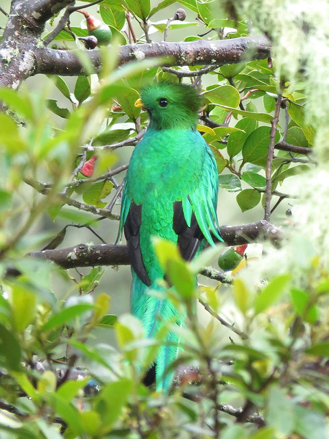 El quetzal mesoamericano macho luce un color verde iridiscente que le convierte en una joya maravillosa. Orgulloso exhibe su cola de hasta 65cm de larga con la que hipnotiza hasta al más indiferente de los caminantes.
