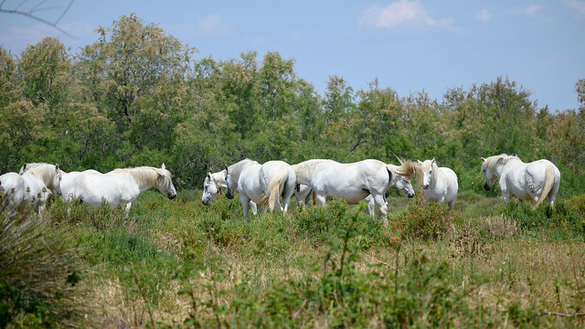 Chevaux sauvages. Camargue. Wild Horses.