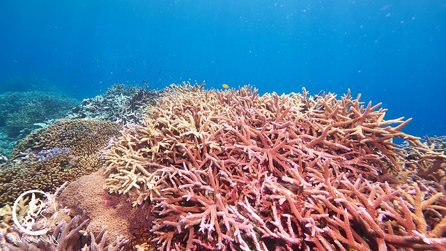 極上珊瑚