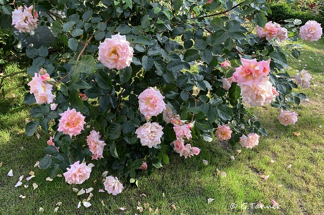 Grüße aus meinem Rosengarten ...