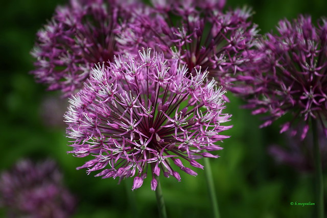 Allium jesdianum - Fiori d'aglio ornamentale - Ail ornemental - Ornemental Onion