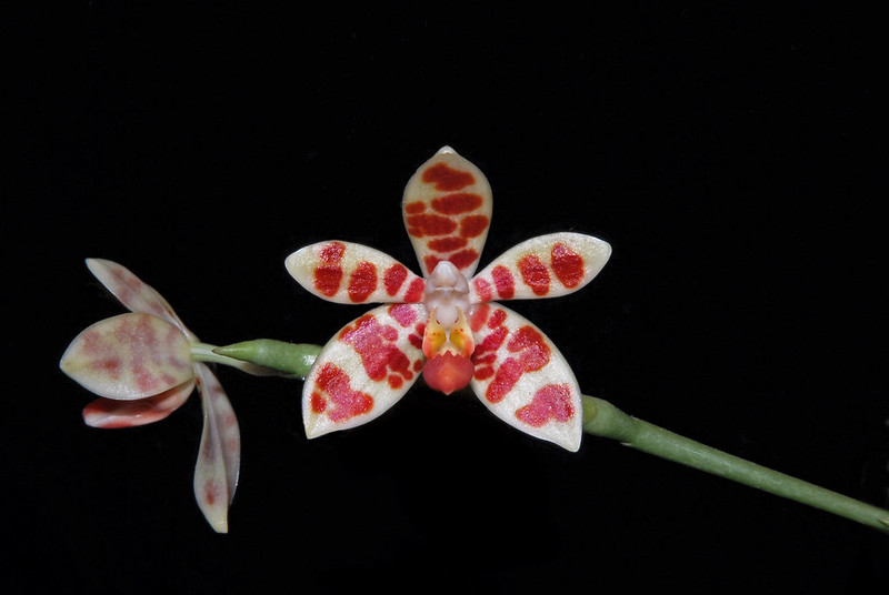Phalaenopsis maculata - Seite 6 48049259526_593154f3d0_c