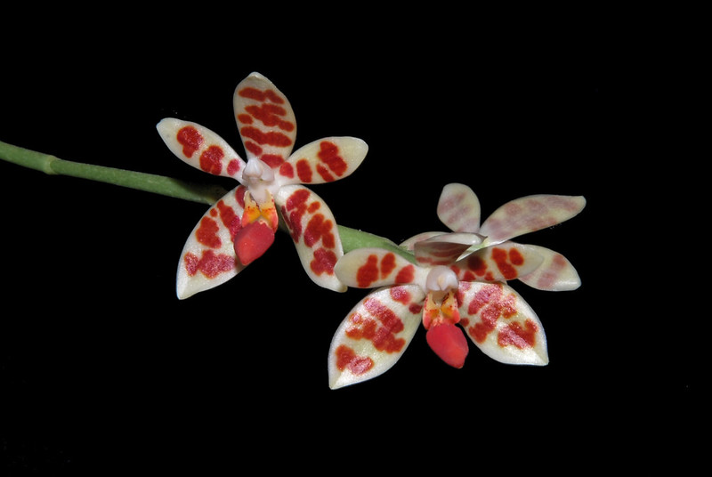 Phalaenopsis maculata - Seite 6 48049296843_3592214fe0_c