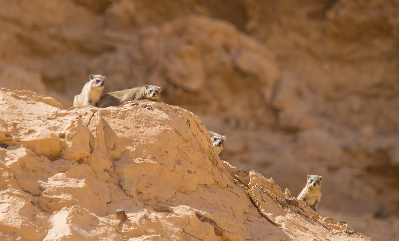 Rock Hyrax