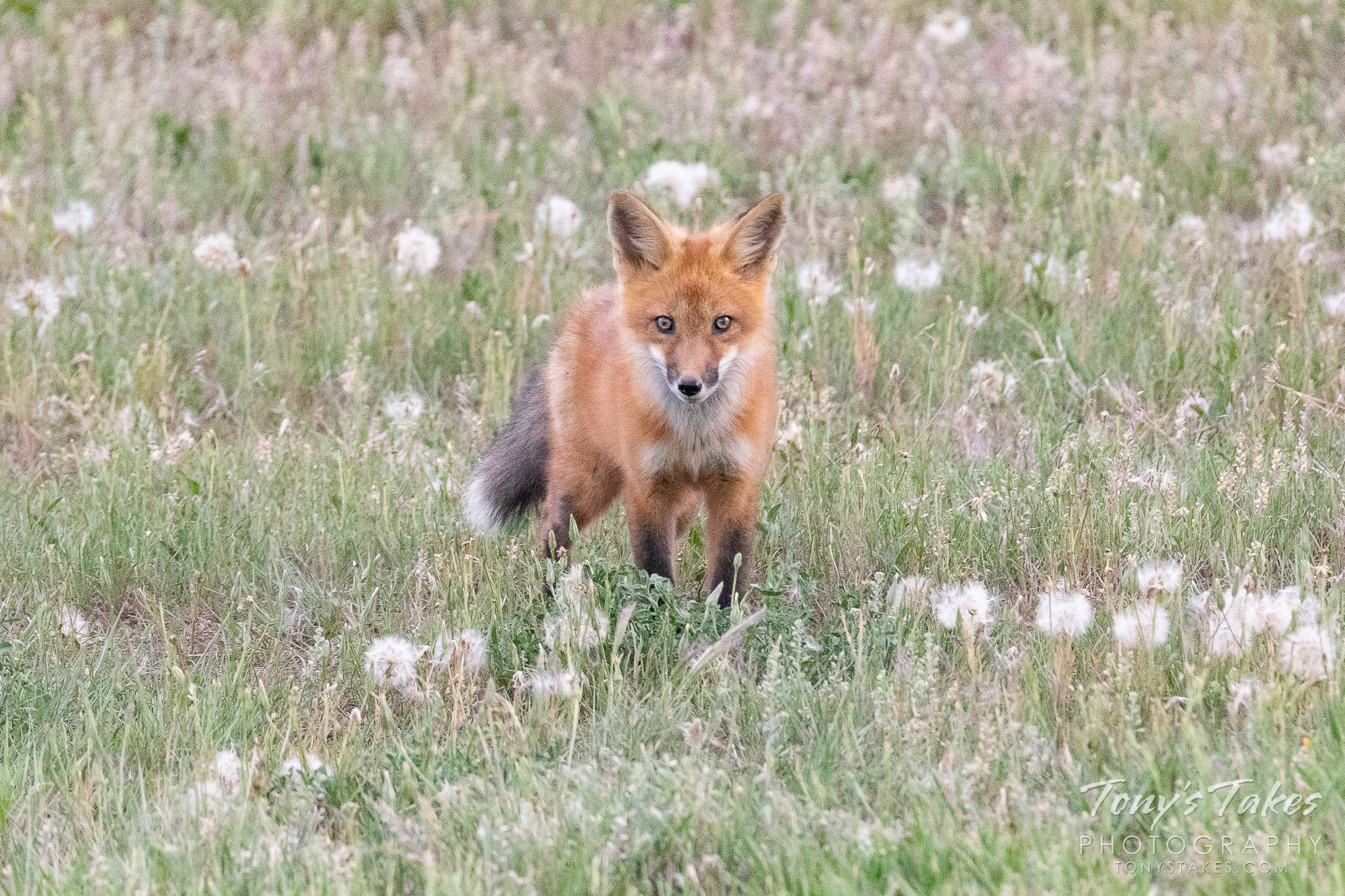 Fox kit focuses while in the dandelions