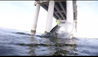 Travis Long was jigging at the Bay Bridge and sent us this cool picture of a big striped bass fighting to the surface. 