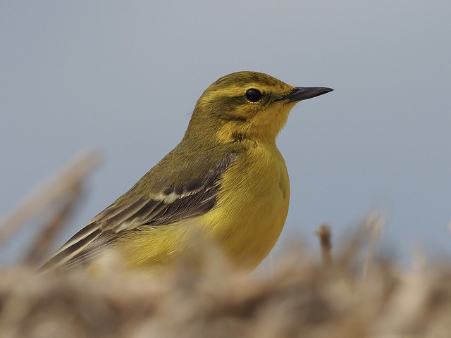 Yellow Wagtail Oldhurst