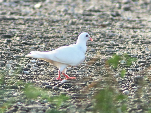 White Dove on our anniversary 20190611