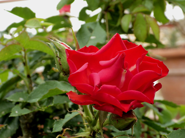 Rosa vermella / Red rose