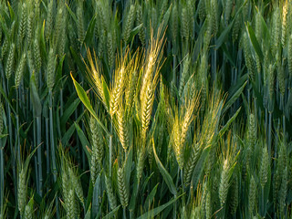 Sunbeam on the wheat