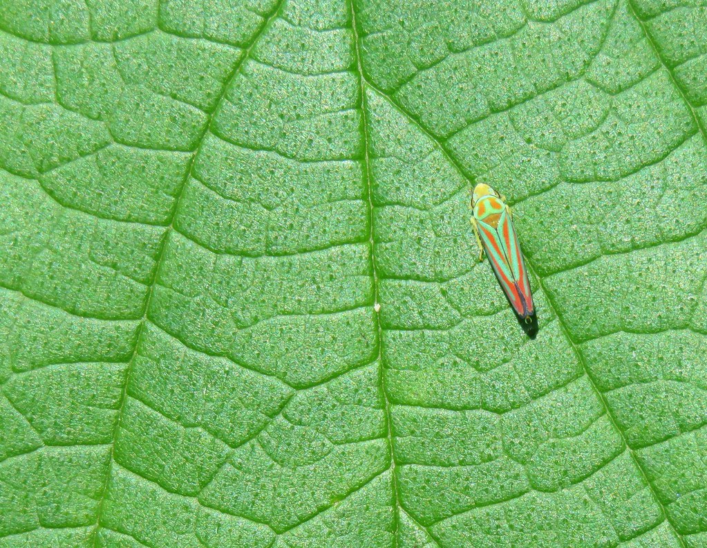 red and green leafhopper