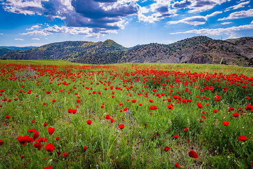 armenia vayotsdzorregion red tulips meadows