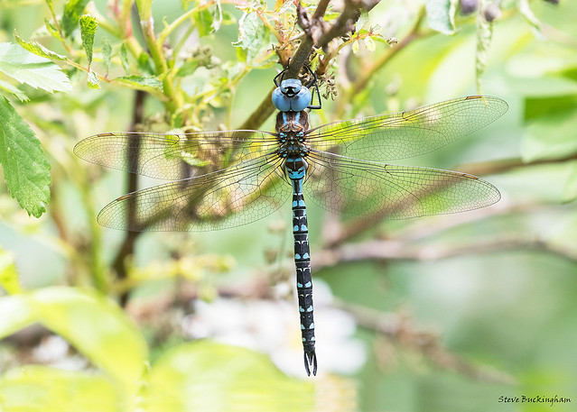 Spatterdock Darner - the blue eyes on this large spring darner always seem to draw oohs and aahs from those lucky enough to see it