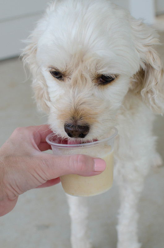 Apple Peanut Butter Dog Ice Cream - easy and healthy 4 ingredient homemade dog treat! A great way to keep your pup cool all summer.