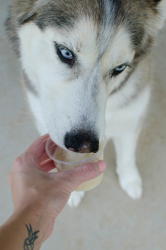 Apple Peanut Butter Dog Ice Cream - easy and healthy 4 ingredient homemade dog treat! A great way to keep your pup cool all summer.