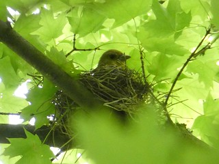 Female Scarlet Tanager (Piranga olivacea) by Georgian LaGuardia at Rocky River Reservation, Cleveland Metroparks, 24000 Valley Pkwy, North Olmsted, OH 44070.Metroparks, 24000 Valley Pkwy, North Olmsted, OH 44070