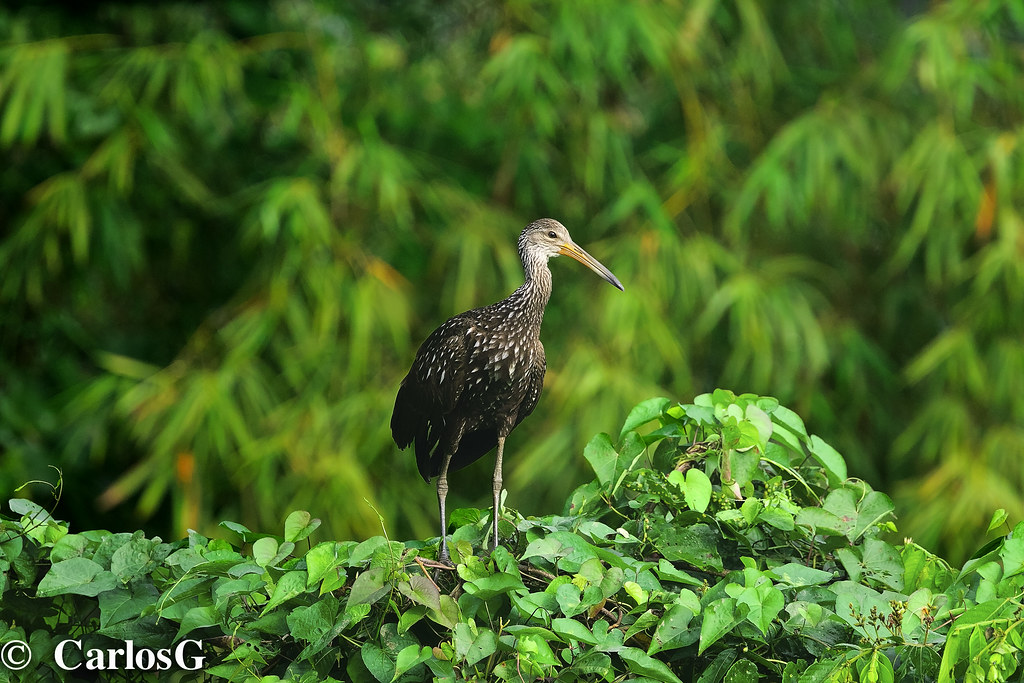 Imagen de una de las aves del Quindio: Carrao (Aramus guarauna)