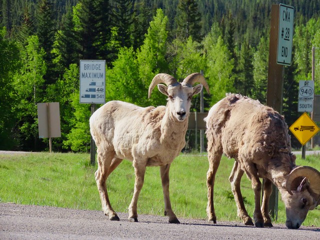 Highway 40 from Highwood Junction 47 km (return distance) bike ride - A couple of the locals see us off at the trailhead