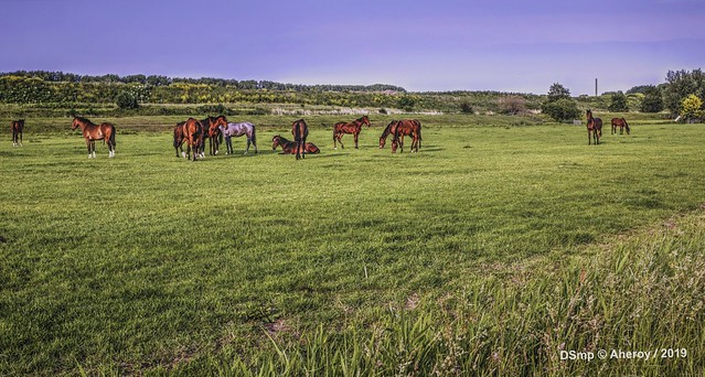 Groninger Landschap with Horses,Groningen ,the Netherlands