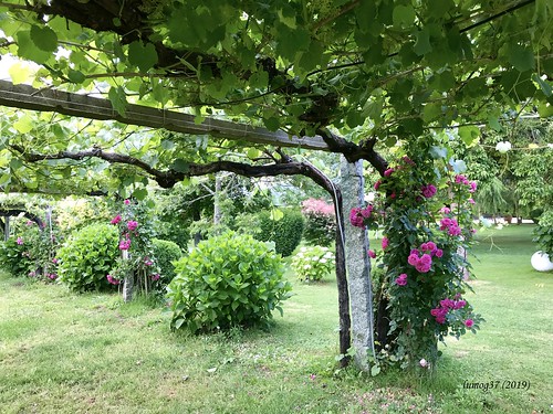 paisaje landscape viñedo vineyard vino rosas roses rosales flores flowers pazo jardines gardens manorhouse