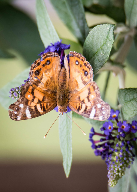 American Lady Butterfly