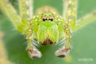 Huntsman spider (Gnathopalystes sp.) - DSC_5310