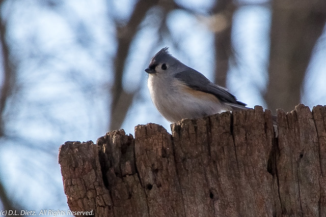 Tufted Titmouse - 2018-03-04