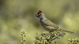 Green-tailed Towhee | by Bob Gunderson