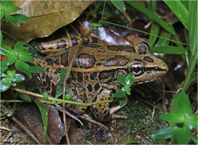 Montane Leopard Frog aka Peralta Frog (Lithobates taylori)