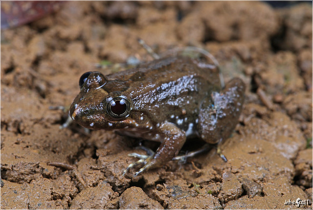 Fringe-toed Foamfrog aka Sabinal Frog (Leptodactylus melanonotus)