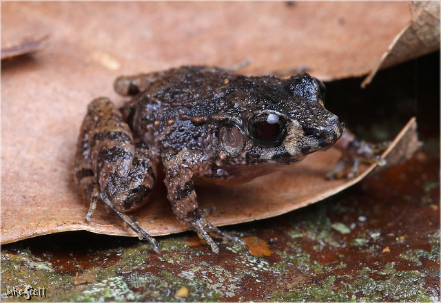 Bransford's Litter Frog (Craugastor bransfordii)