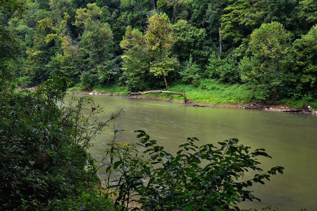 Green River and a Forest of Trees (Mammoth Cave National Park)