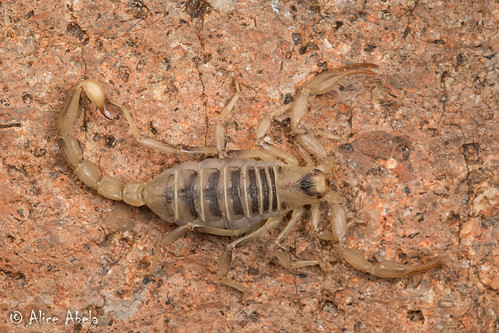 arachnid arachnida arthropod arthropoda churchillcounty nevada paruroctonus paruroctonusboreus scorpion scorpiones vaejovidae boreus locpublic viseveryone