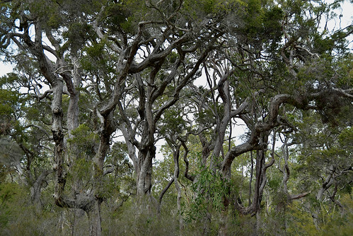 2019 bundaberg queensland australia meadowvale paperbark trees saturdaylandscape greysky nikkor18200mm nikond5500 nikkor