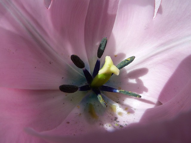 Inside a lilac tulip_0748
