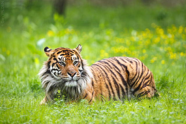 Tiger in the flowers  | Tigre dans les fleurs  | 花の中の虎  | 2019