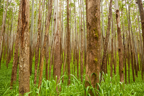 hawaii forest trees nature lines grass outdoors bigisland
