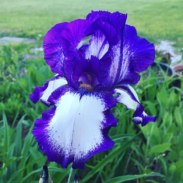 Iris given to me by a coworker a year or two ago. This is the first year it has bloomed. She moved on to a different job and I no longer see her, so this is a nice reminder. 💟