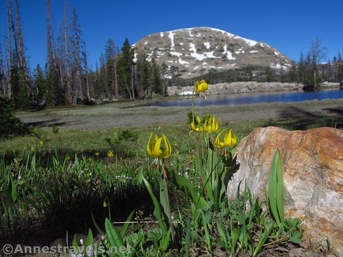 Glacier lilies at Hope Lake in the Uinta Mountains of Utah