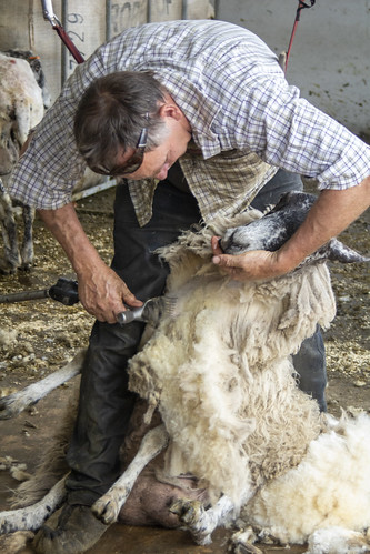 Sheep Shearing | by Paul R Bednall