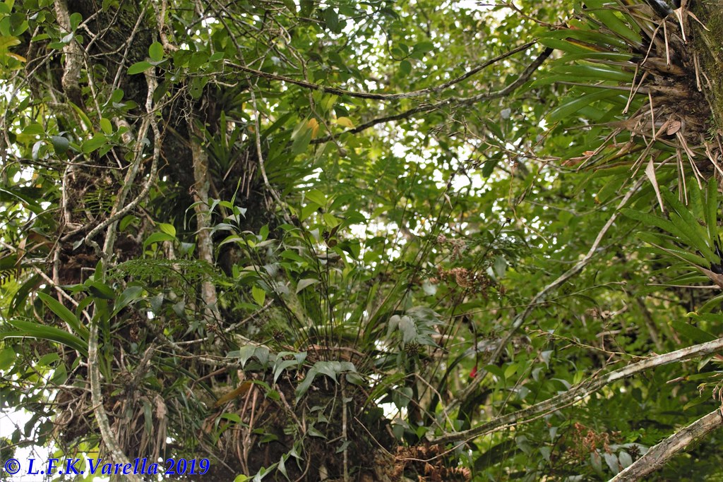 Eleanthus brasiliensis in situ