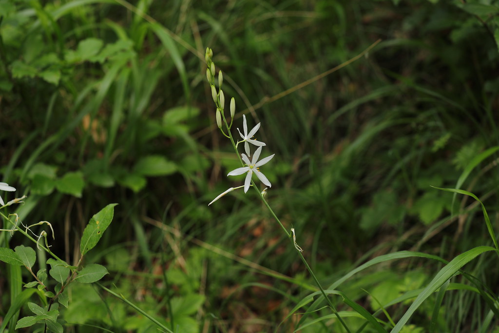 Lilie | Waldlilie (Trillium sessile) (c) Eberhardt Mathias K… | Flickr
