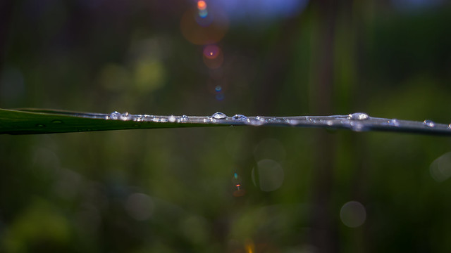 After the rain | SONY a6000 & vintage manual Canon nFD 35~105mm ƒ/3.5 Macro