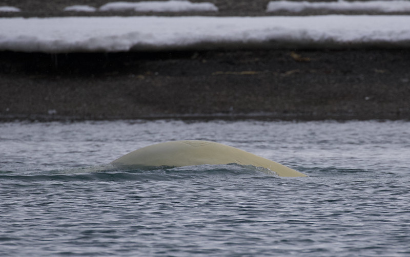 Beluga Whale, Delphinapterus leucas Van Mijenfjorden_Norway_Ascanio 199A6342