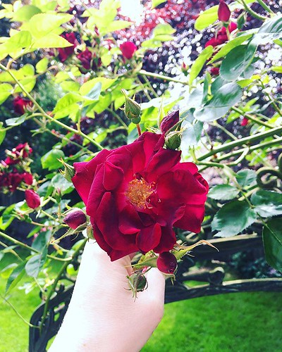 The Rose trellis is finally blossoming. Better late than never! 🌹🌹🌹