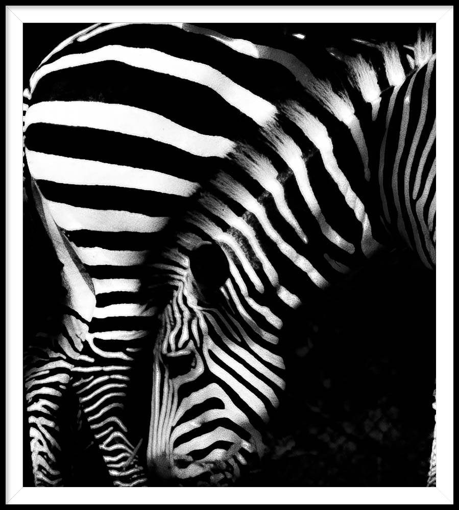 Zebra Zebra. ** Repositioned in Flickr Stream**