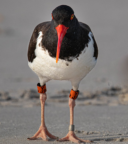 oystercatcher haematopus nickersonbeachparklongislandny longislandny newyork wildlife wildlifephotography wildlifephotographer tamron tamronsp150600mmf563divcusdg2a022 tamronlens photography photographingnature photographingbirds photographingwildlife photoshop lightroom adobe adobelightroom adobephotoshop avian dslr digitalphotography digitalcamera digitaldslr canondslr canon canon80d canoneos80d canoncamera cornelllabsofornithology cornell birdwatcher bird birdlover birds birder birding beach sand surf ngc nature naturephotography naturephotographer nationalgeographic geographic shorebird sunrise